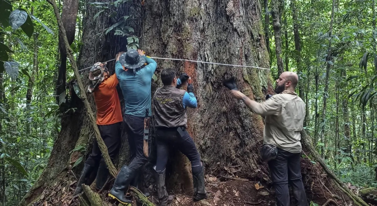 Investigadores hallaron el árbol más alto de Sudamérica - ADN+